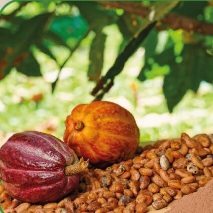 Mazorcas y granos de cacao amazónico